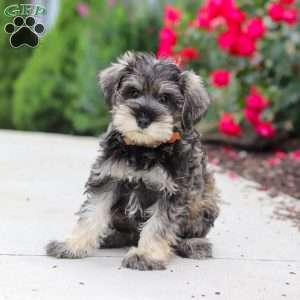 Charlie, Miniature Schnauzer Puppy